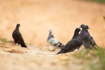 Pigeons on the ground. Selective focus.の写真素材