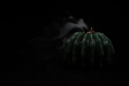 Close up of a cactus with smoke on a black background.の写真素材