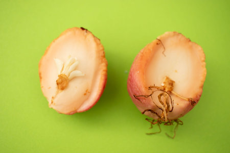Close-up of a rotten apple with roots on a green backgroundの写真素材