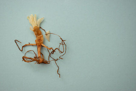 The roots of the plant on a blue background. The root of the plant.の写真素材
