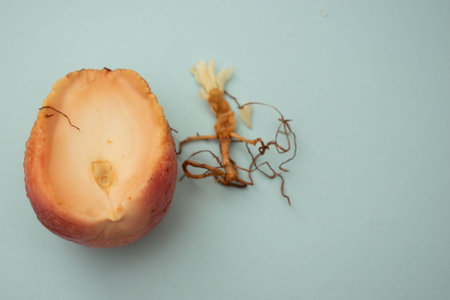 Celery root on a blue background. The concept of healthy eating.の写真素材