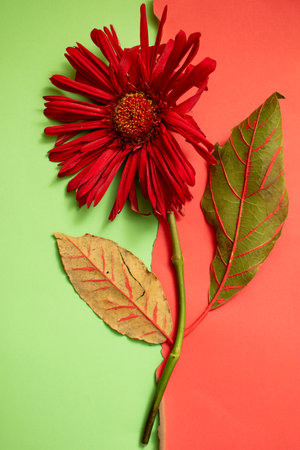 Red gerbera flower and autumn leaves on a colored background.の写真素材