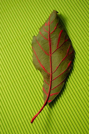 Leaf on a green background, top viewの写真素材