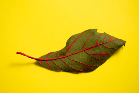 Leaf of a rhubarb isolated on a yellow background.の写真素材