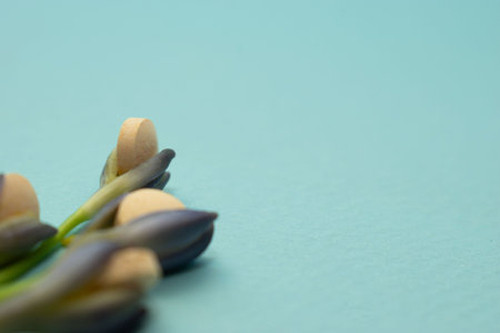 Macro photo of crocus flowers on blue background with copy space