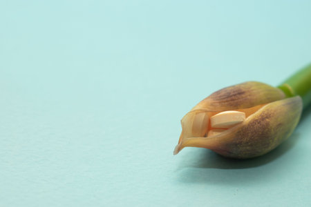 Close-up of freesia flower on blue background with copy spaceの写真素材