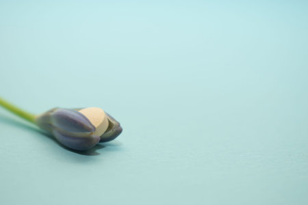 Tulip flower on a blue background with space for text.の写真素材