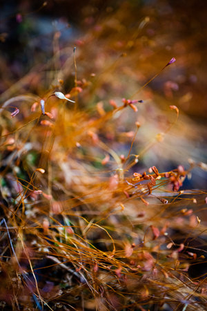 Close up of dry grass in autumn forest. shallow depth of field. Moss. Macro.