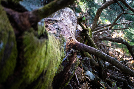 Old tree with moss in the forest. Close-up. Shallow depth of field. Macro.