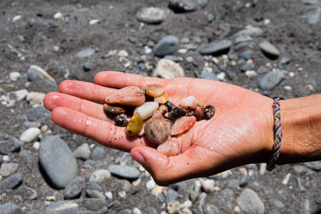 Seashells and stones