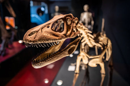 velociraptor skeleton head close up blurred background with copy space in museum display
