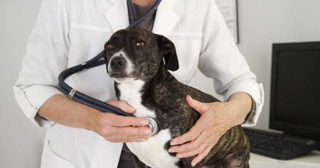 Closeup of cute dog  being examined by female veterinarianの写真素材
