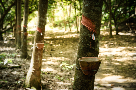 Harvested raw latex from rubber treeの写真素材