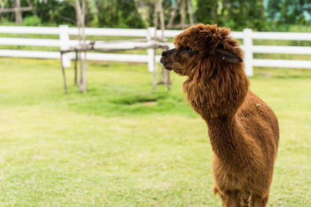 Brown Alpaca on grass field backgroundの写真素材