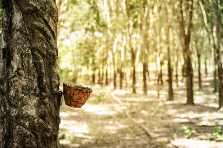 Harvested raw latex from rubber treeの写真素材