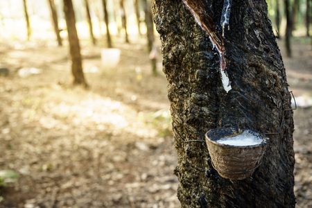 Harvested raw latex from rubber treeの写真素材