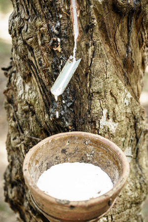Harvested raw latex from rubber treeの写真素材