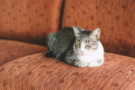 A Thai cat with gray and white color resting on the red sofaの写真素材