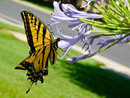 A large yellow Monarch feeding on some nectar from a purple flower.の写真素材
