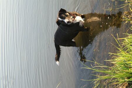 Dog standing alone ine waterの写真素材
