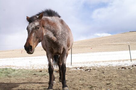 Horse standing in field aloneの写真素材