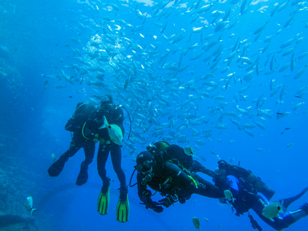 Swimming with a shoal of fishの写真素材