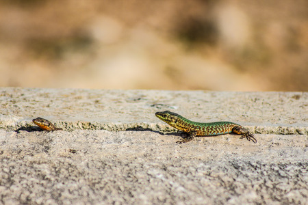 Two Lizards