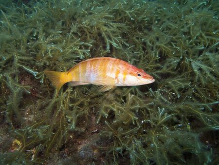 Painted Comber (Serranus scriba)の写真素材
