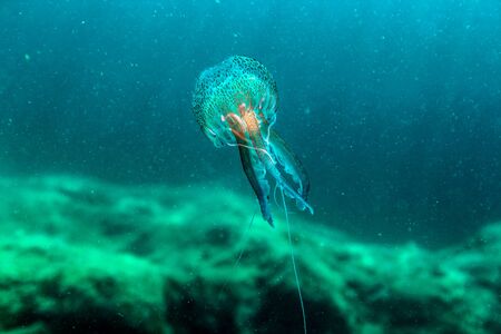 Liminescent Jellyfish (Pelagia noctiluca)の写真素材