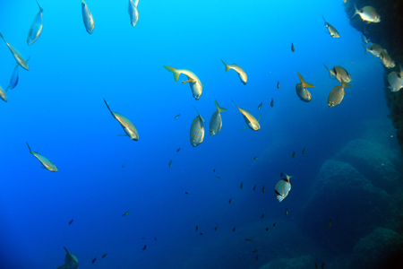 Saupe (Sarpa salpa)の写真素材