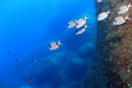 Two Banded Bream (Diplodus vulgaris)の写真素材