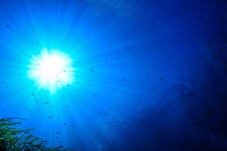 Fish and weed silhouetted against the sun.の写真素材