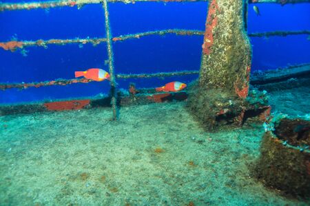 Female Parrot Fish (Sparisoma cretense)の写真素材