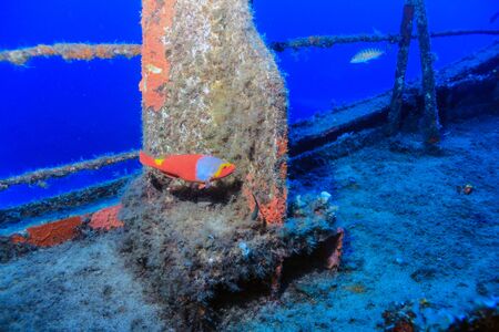 Female Parrot Fish (Sparisoma cretense)の写真素材
