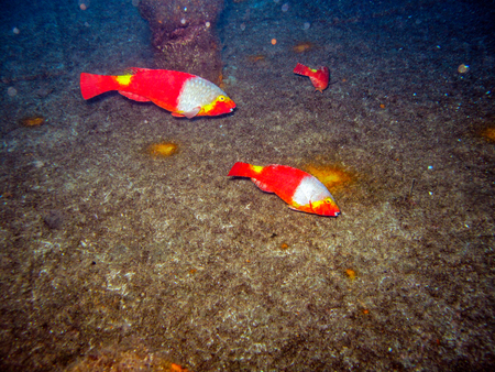 Parrot Fish Grazing a Wreckの写真素材