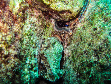 Fireworms Feedingの写真素材