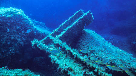 A shoal of Saupe (Sarpa salpa) swim over a sunken girder and reef on the Mediterranean island of Malta.の写真素材