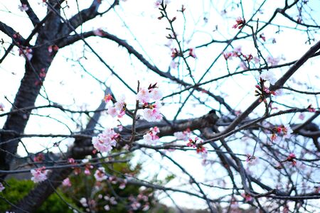 sakura cherry blossom, japanの写真素材