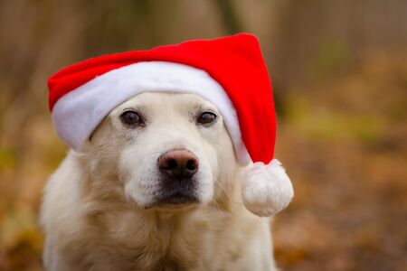 White dog in the red christmas hatの写真素材