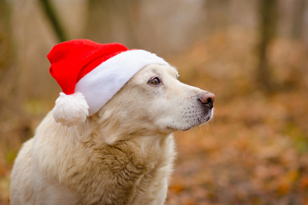 White dog in the christmas hat