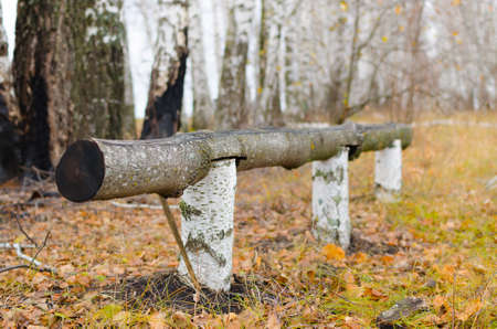 bench made of birch in the autumn forest の写真素材