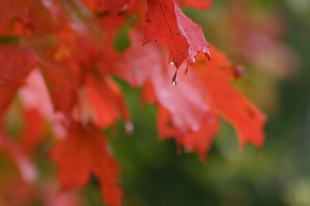 A fall Rain