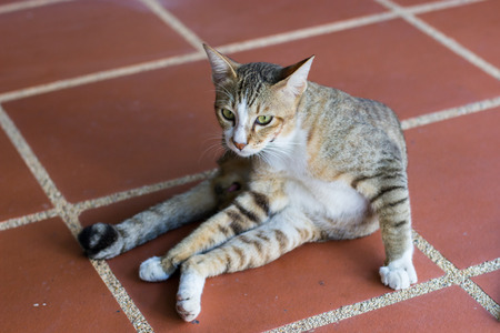 thai cat squat and looking on the wallの写真素材