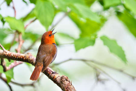 Chirping Japanese robinの写真素材
