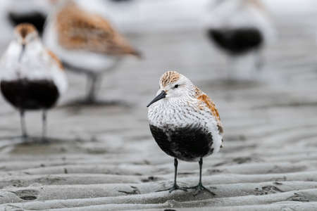 dunlin summer plumageの写真素材