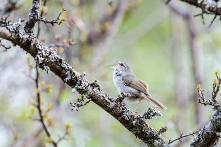 Singing Japanese Bush Warbler