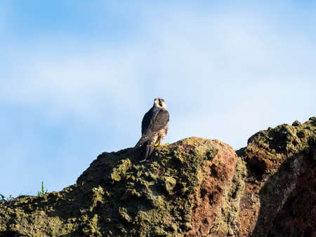 Peregrine Falcon (Falco peregrinus) juvenileの写真素材