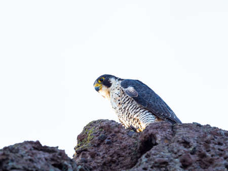 Peregrine Falcon (Falco peregrinus) in japanの写真素材