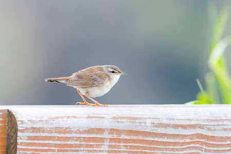 middendorff's grasshopper warbler (Locustella ochotensis)