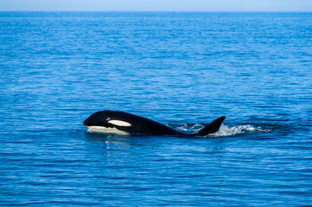 killer whale of rausu hokkaido japan